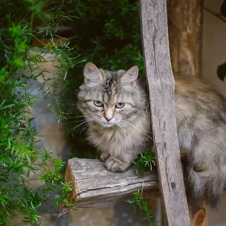 Tourist Farm Firbas *