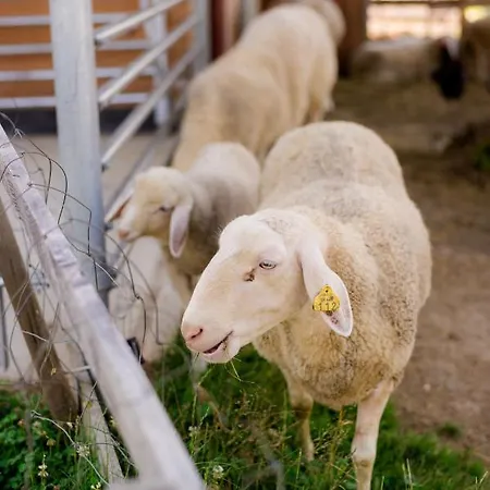 krevet i doručak Tourist Farm Firbas *
