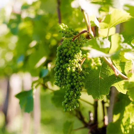 Tourist Farm Firbas * Cerkvenjak