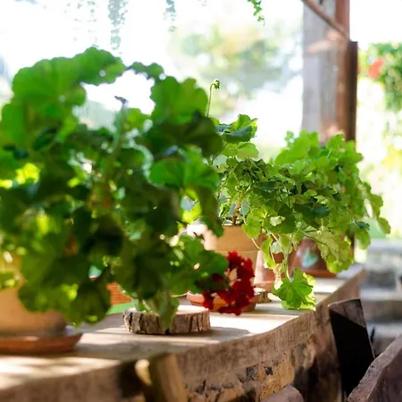 Tourist Farm Firbas Cerkvenjak