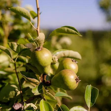 krevet i doručak Tourist Farm Firbas *