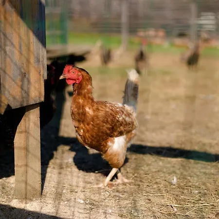 Tourist Farm Firbas Panzió Cerkvenjak