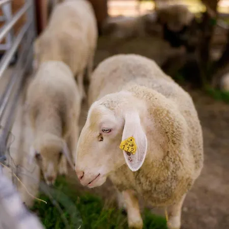 Tourist Farm Firbas Panzió *