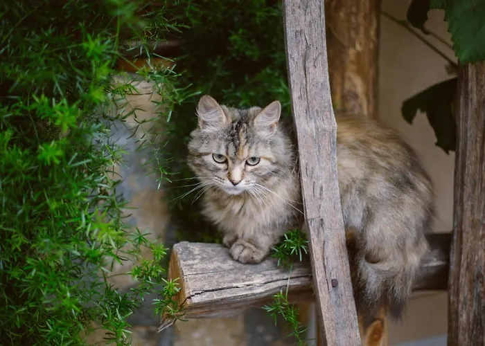 Tourist Farm Firbas *