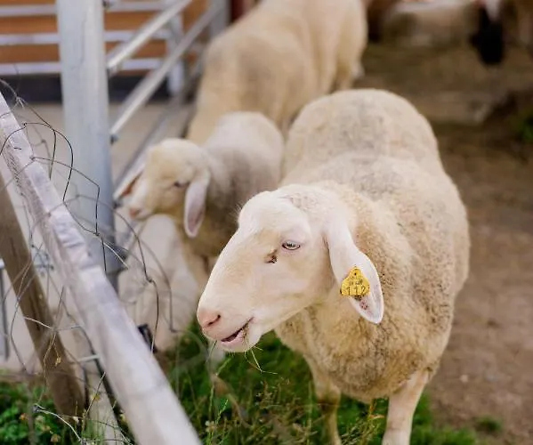 فندق مبيت وإفطار Tourist Farm Firbas *