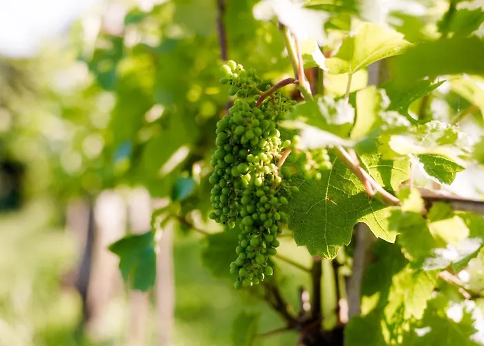 Tourist Farm Firbas * Cerkvenjak