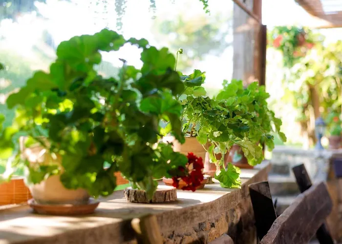 Tourist Farm Firbas Cerkvenjak