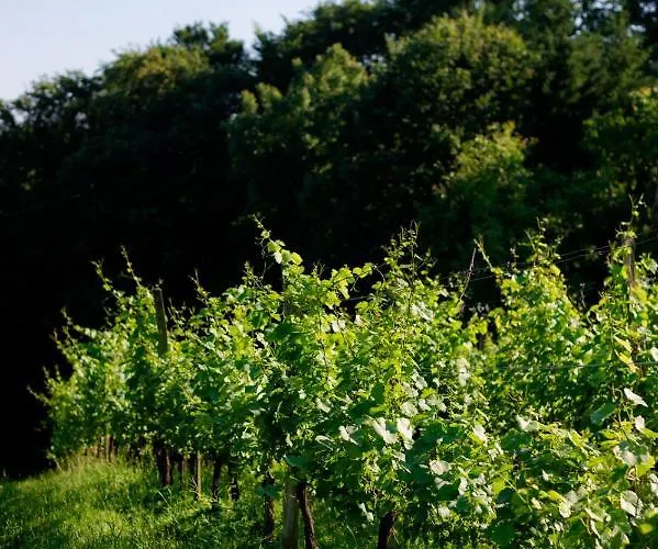 Tourist Farm Firbas * Cerkvenjak