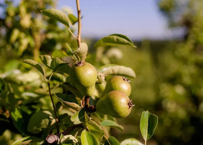 Bed & Breakfast Tourist Farm Firbas *