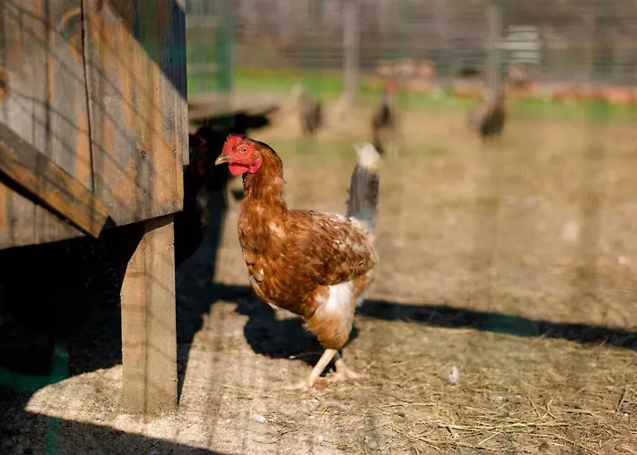 Tourist Farm Firbas فندق مبيت وإفطار Cerkvenjak