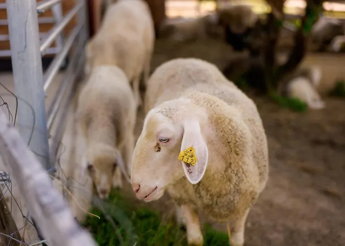 Tourist Farm Firbas فندق مبيت وإفطار *